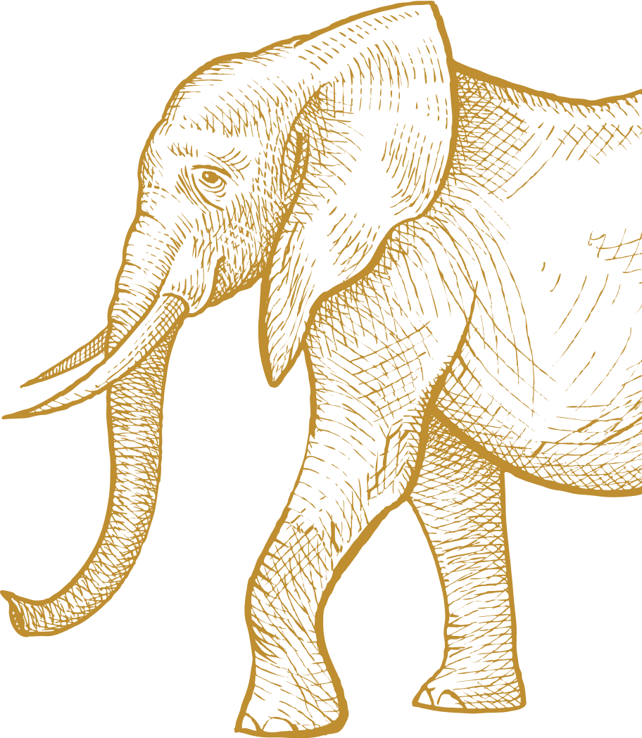 ElephantImg 02 Crop