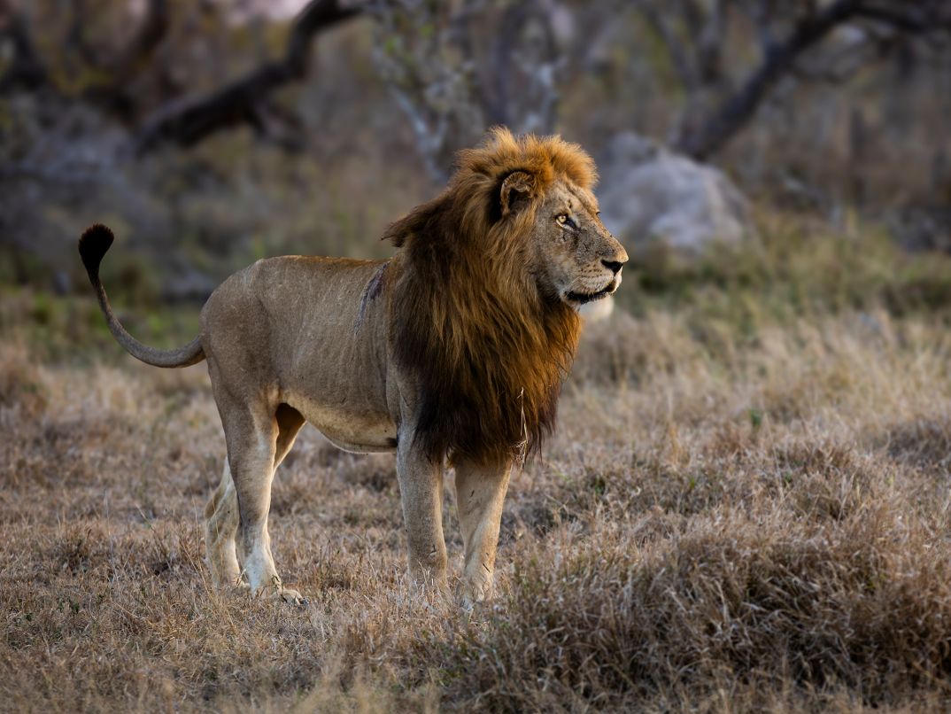 Sandringham Web Safari Experience Usp Lion