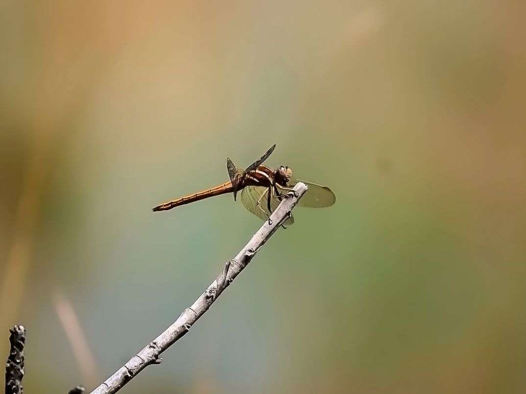 Sandringham Web Safari Experience Usp Drragon Fly Hr