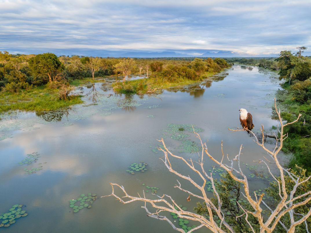 Ss Collection Sandringham Gallery Safari Experience Fish Eagle