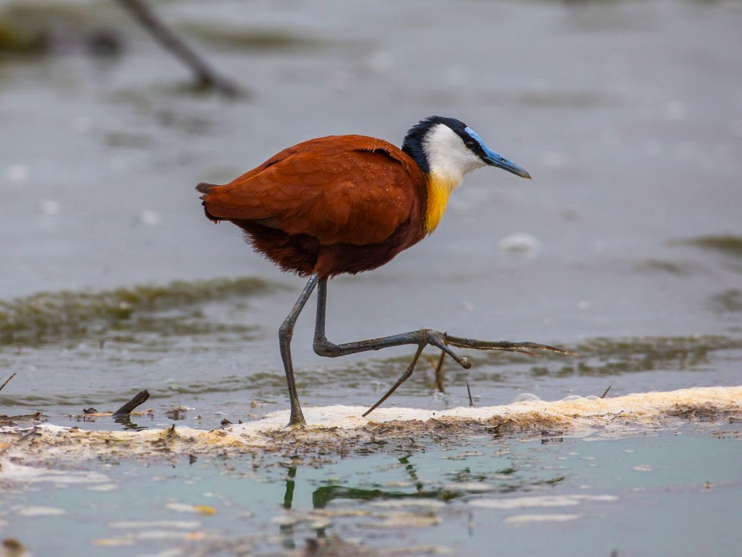 Sandringham Web Safari Experience Usp Jacana