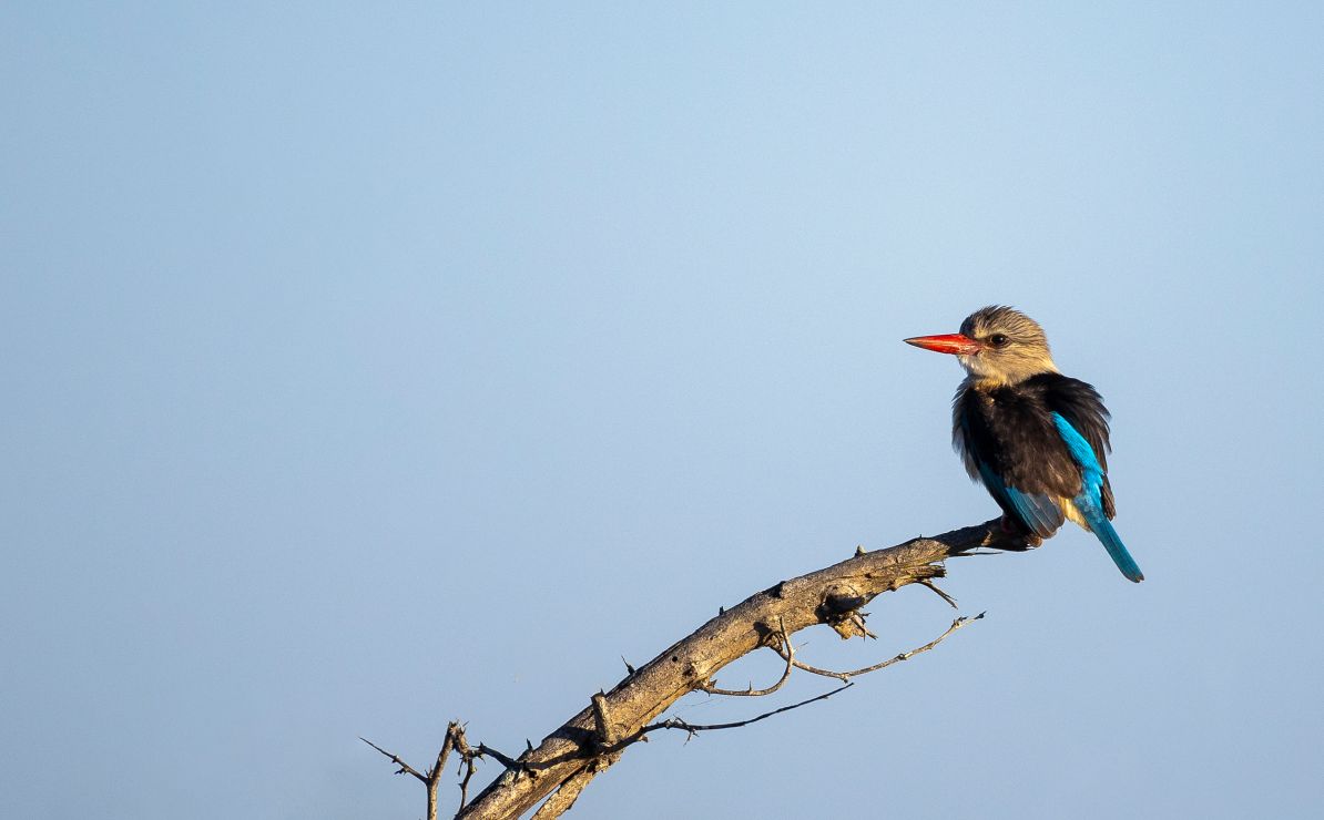 Sandringham Web Safari Experience Wildlife King Fisher