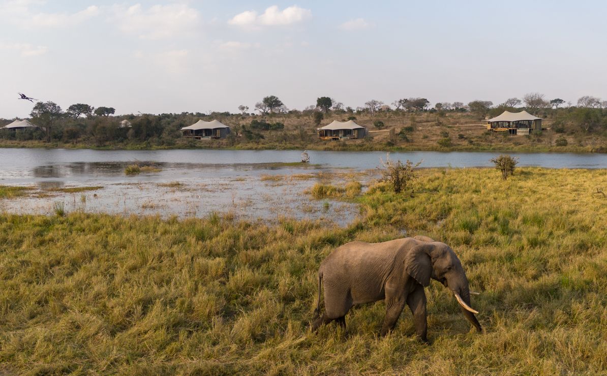 Sandringham Web Safari Experience Wildlife Elephant