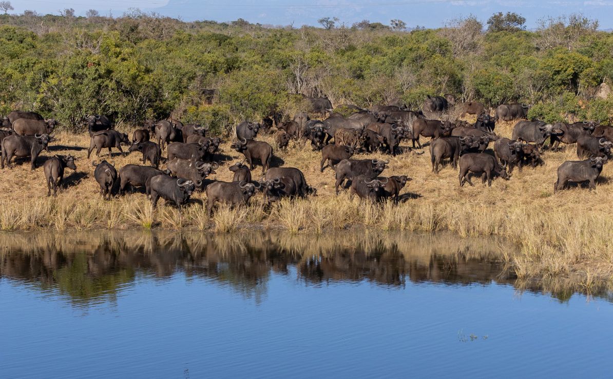Sandringham Web Safari Experience Wildlife Buffalo
