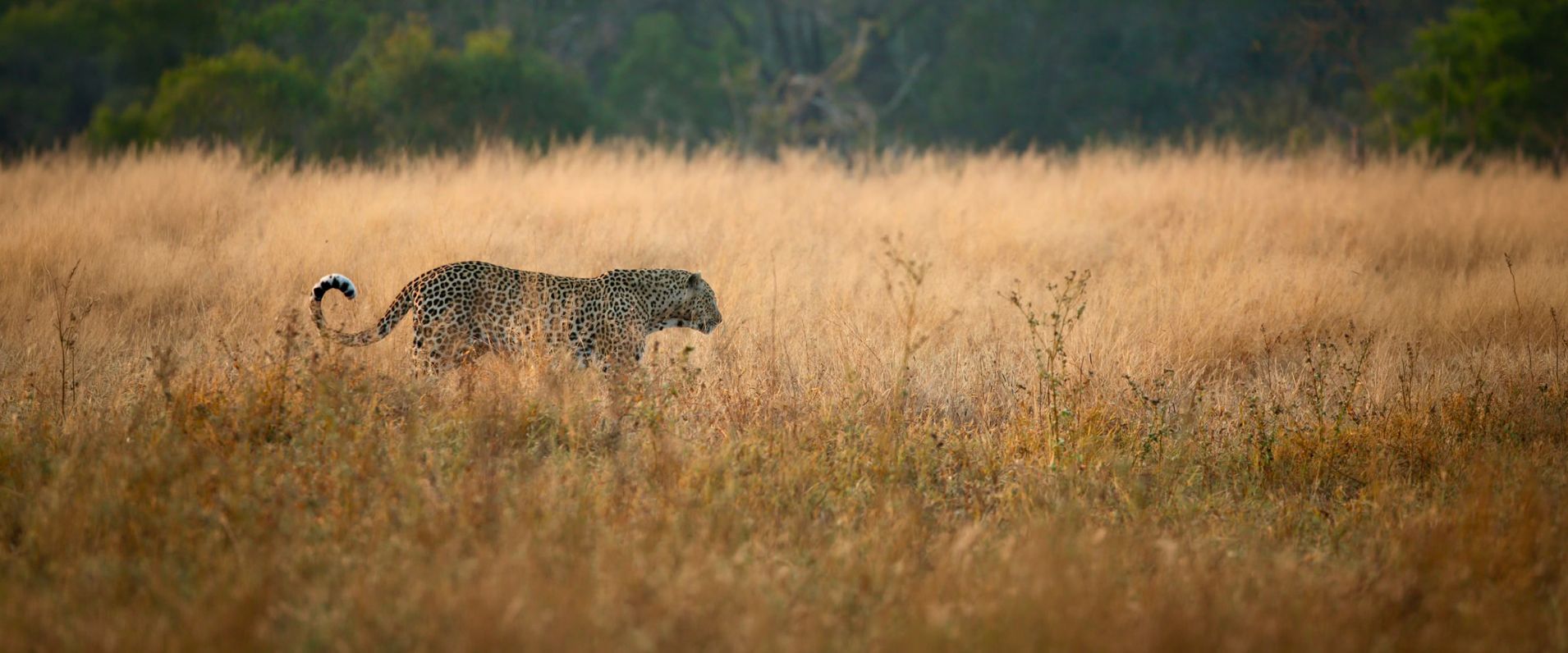 Sandringham Web About Us Leopard Banner