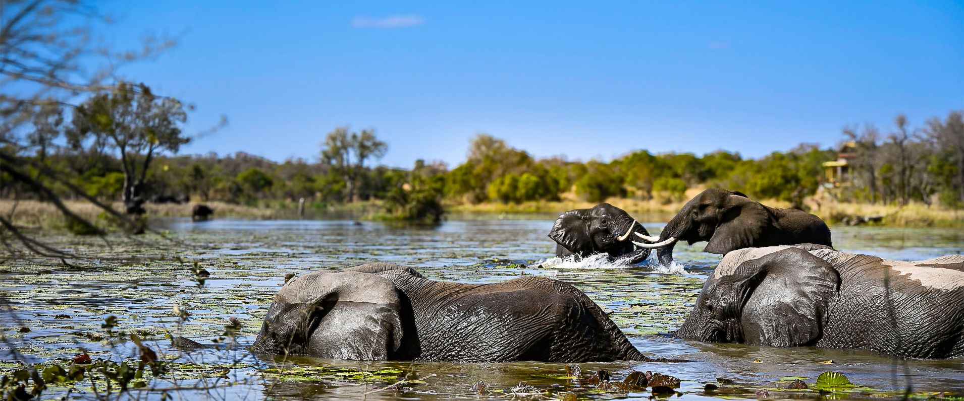 Sandringham Web Safari Experience Banner Elephants