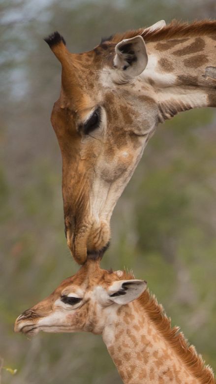 Giraffe 9
