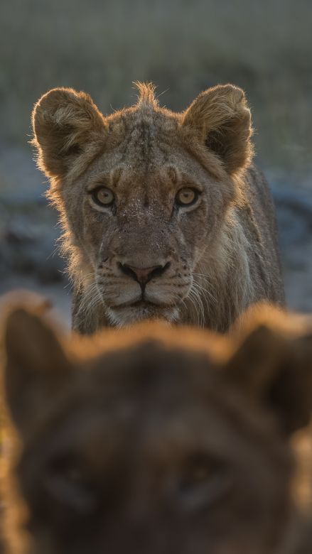Lion 29