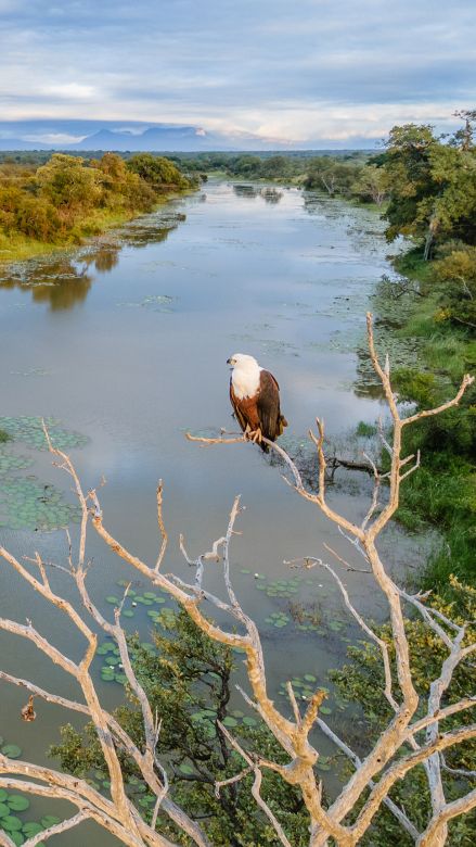 Ss Collection Sandringham Gallery Safari Experience Fish Eagle