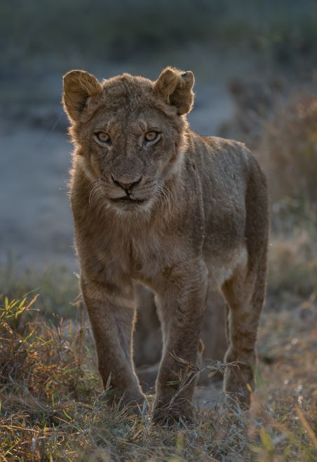 Sandringham Web About Us Vision Nature As It Should Be Lion