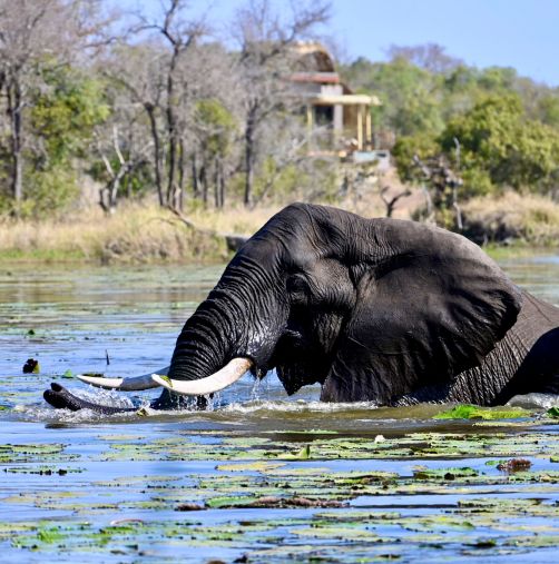Sandringham Web About Us Vision Unrivalled Splendour Elephant