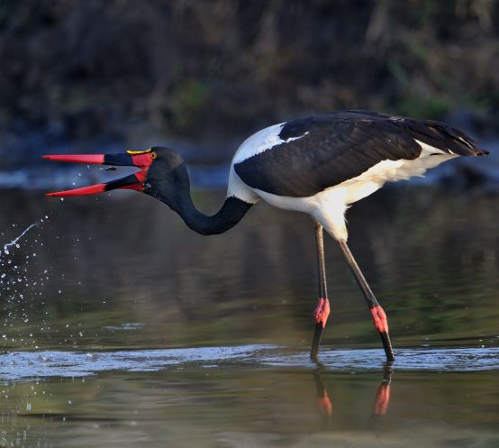 Ss Collection Sandringham Gallery Safari Experience Saddle Billed Stork