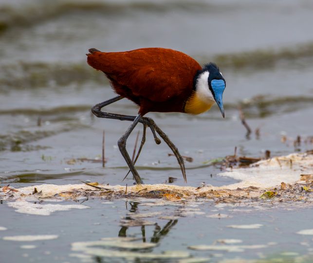 Sandringham Web Safari Experience Gallery Jacana