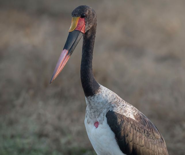 Sandringham Web Safari Experience Gallery Stork