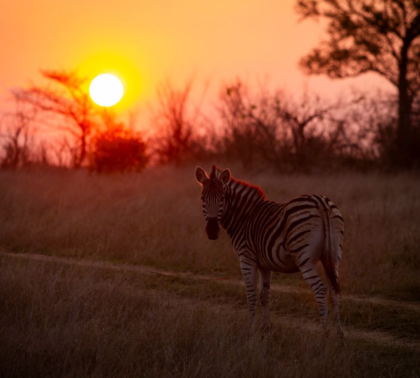 Sandringham Web About Us Reserve Zebra Sunset