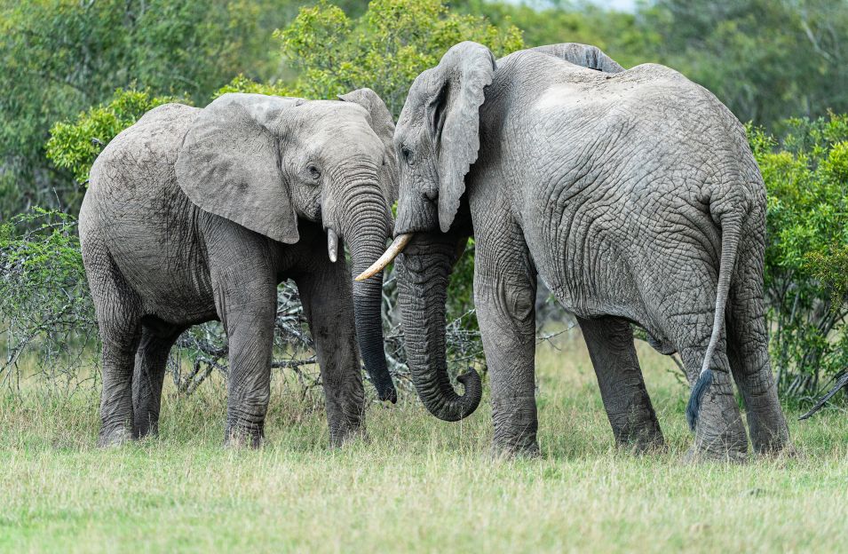 Sandringham Web Safari Experience Gallery Elephants