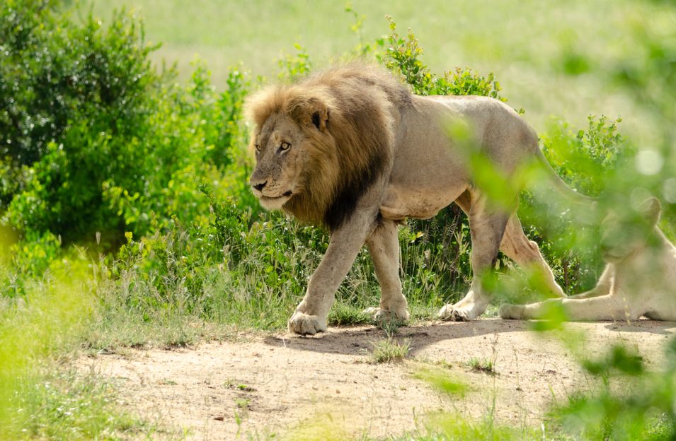 Sandringham Web Safari Experience Gallery Lion Male