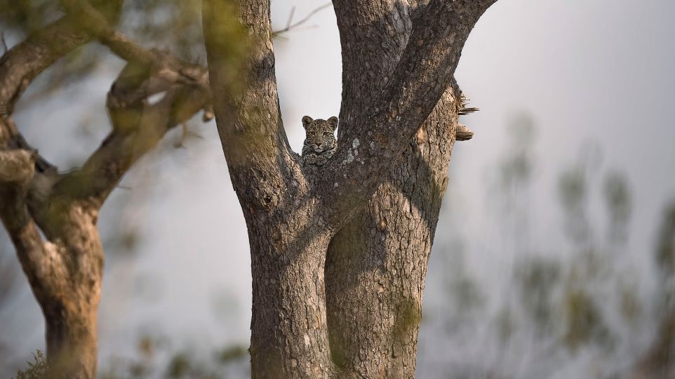 Sandringham Web Safari Experience Gallery Leopard